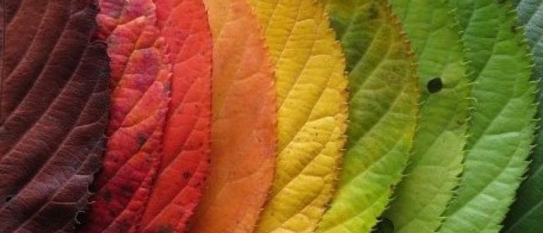 leaves changing colours from red to yellow to green