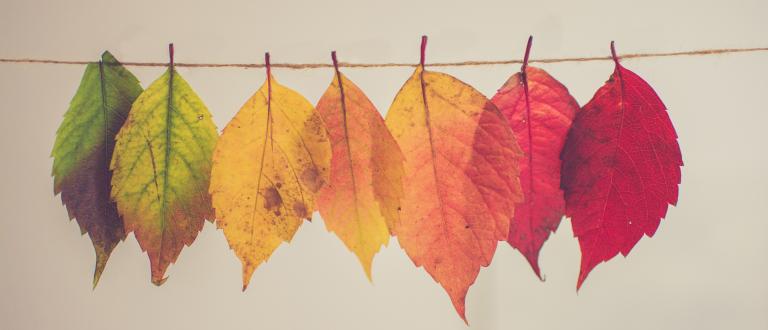 multi-colour leaves on a string