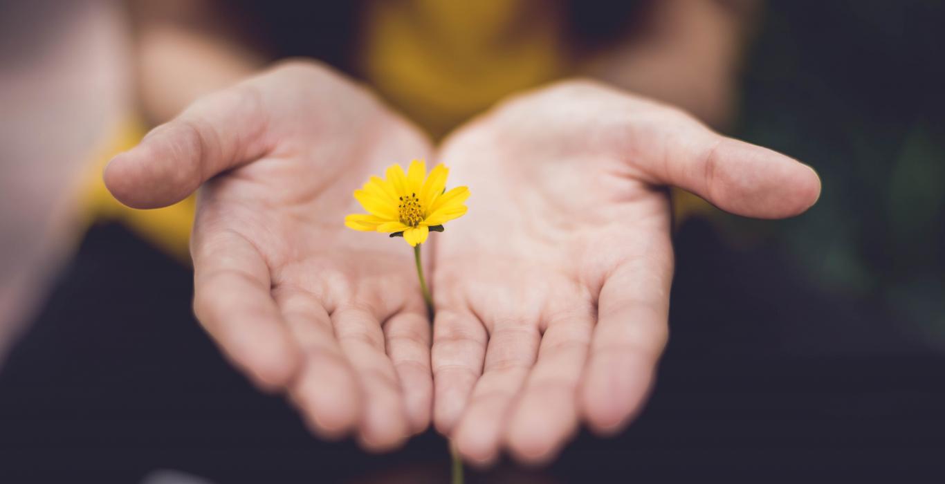 two hands holding yellow flower