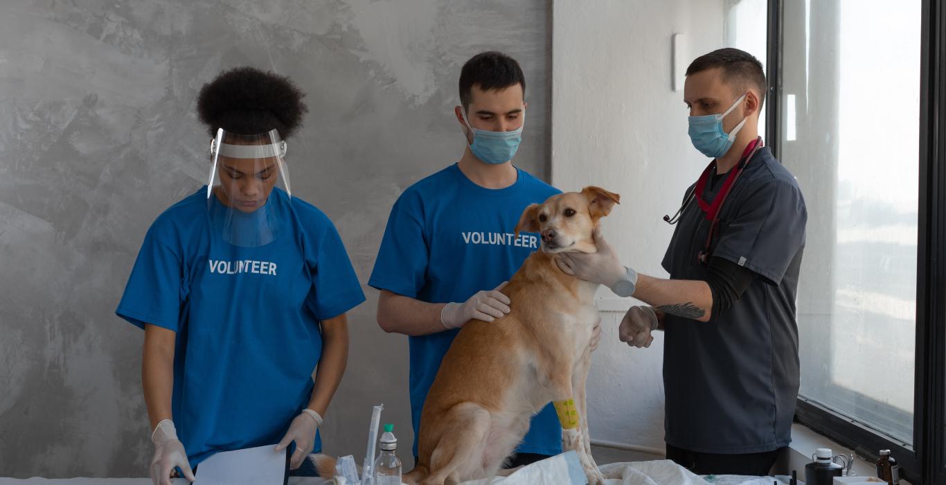 animal rescue