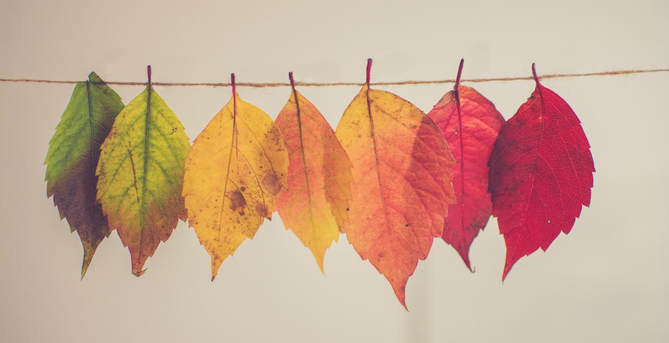 multi-colour leaves on a string