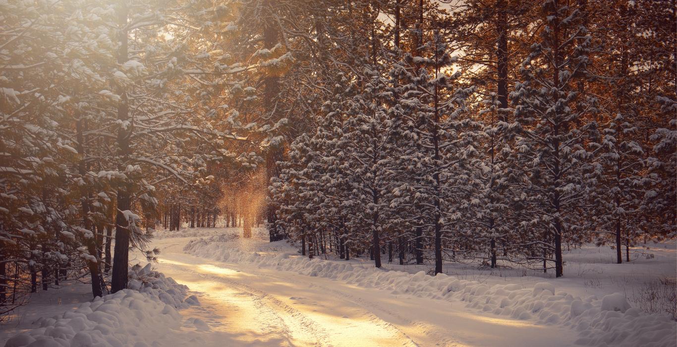 Snowy, sunlight forest with a winding path down the middle.