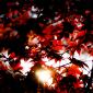 Looking up through red maple leaves