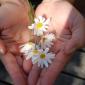 A pair of hands holding a small bouquet of daisies.